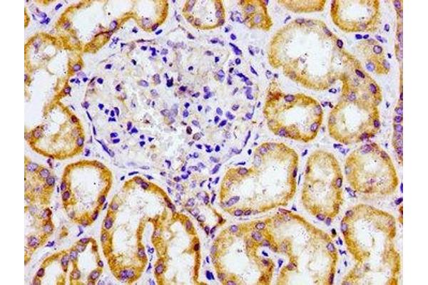 CMKLR1 antibody  (AA 321-373)