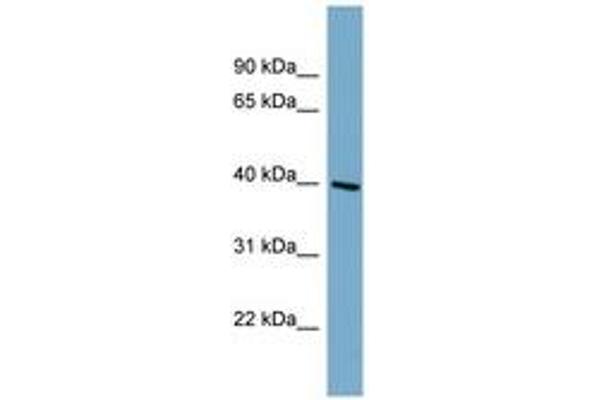ST8SIA6 antibody  (AA 287-336)