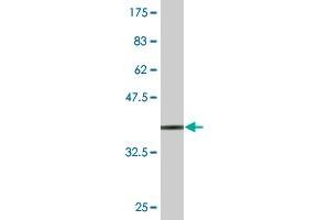 Western Blot detection against Immunogen (36. (HSPA13 antibody  (AA 375-470))