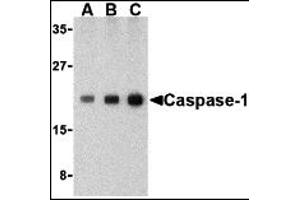 Western Blotting (WB) image for anti-Caspase 1 (CASP1) (C-Term) antibody (ABIN1030315) (Caspase 1 antibody  (C-Term))