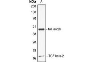 Western blot analysis of TGF beta 2 expression in full lenth TGFB2 recombinant protein (A) whole cell lysates.