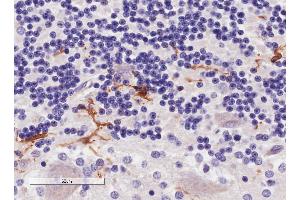 ABIN190906 (4µg/ml) staining of paraffin embedded Human Cerebellum. (Iba1 antibody  (C-Term))