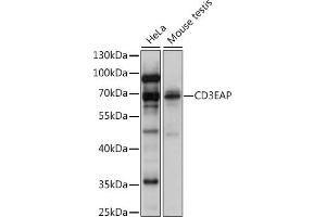 Western blot analysis of extracts of various cell lines, using CD3EAP antibody (ABIN7266194) at 1:1000 dilution. (CD3EAP antibody  (AA 1-170))