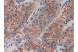 Detection of FBLN4 in Human Stomach Tissue using Polyclonal Antibody to Fibulin 4 (FBLN4) (FBLN4 antibody  (AA 26-443))