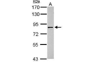 WB Image Sample (30 ug of whole cell lysate) A: HepG2 7. (Granulin antibody  (Center))