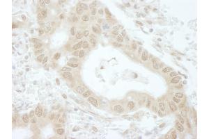 Immunohistochemistry (IHC) image for anti-TIP41-like protein (TIPRL) (C-Term) antibody (ABIN7448836)