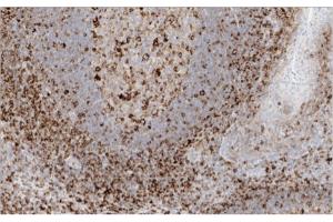 HCA2 diluted 1: 5000 immunostaining of human tonsil tissue in paraffin section (HLA Class I Heavy Chain antibody)