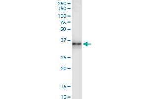 Immunoprecipitation of GZMB transfected lysate using anti-GZMB MaxPab rabbit polyclonal antibody and Protein A Magnetic Bead , and immunoblotted with GZMB MaxPab mouse polyclonal antibody (B02) . (GZMB antibody  (AA 1-247))