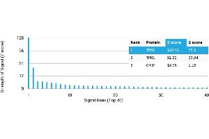 Protein Array (PAr) image for anti-Tryptophan Hydroxylase 2 (TPH2) antibody (ABIN7456102) (Tryptophan Hydroxylase 2 antibody)