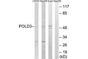 Western blot analysis of extracts from LOVO/HepG2/mouse brain cells, using POLD3 Antibody.