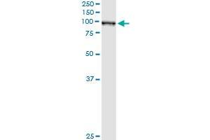 Western Blotting (WB) image for anti-Glutaminyl-tRNA Synthetase (QARS) (AA 677-776) antibody (ABIN598566) (QARS antibody  (AA 677-776))