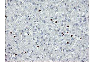 Image no. 2 for anti-Zinc Finger Protein 365 (ZNF365) (AA 108-407) antibody (ABIN1490827) (ZNF365 antibody  (AA 108-407))