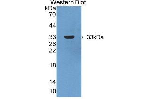 Figure. (CA13 antibody  (AA 1-262))