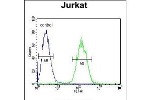 Flow cytometric analysis of Jurkat cells (right histogram) compared to a negative control cell (left histogram). (ETS1 antibody  (N-Term))