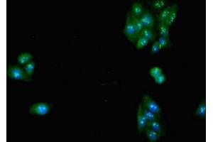 Immunofluorescent analysis of HepG2 cells using ABIN7175498 at dilution of 1:100 and Alexa Fluor 488-congugated AffiniPure Goat Anti-Rabbit IgG(H+L) (SLC32A1 antibody  (AA 14-118))