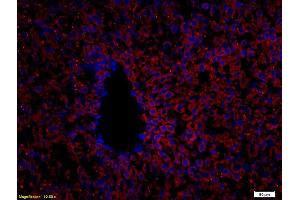 Formalin-fixed and paraffin embedded rat liver labeled with Anti CYP2C9 Polyclonal Antibody, Unconjugated (ABIN681208) followed by conjugation to the secondary antibody (CYP2C9 antibody)