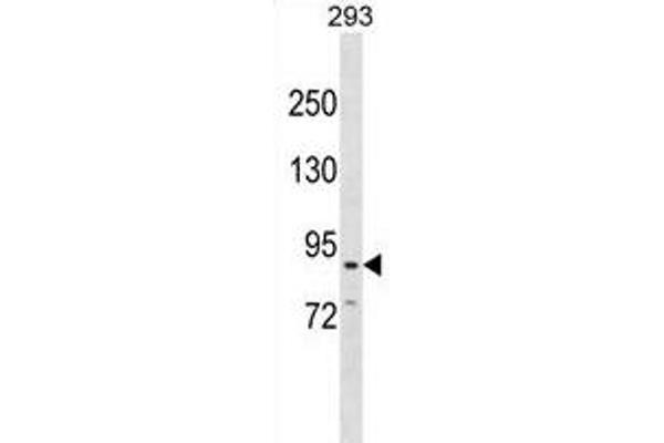 CDH26 antibody  (C-Term)