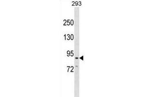 CDH26 Antibody (C-term) (ABIN1881190 and ABIN2838866) western blot analysis in 293 cell line lysates (35 μg/lane). (CDH26 antibody  (C-Term))