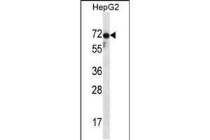 Western blot analysis in HepG2 cell line lysates (35ug/lane). (ZP1 antibody  (C-Term))