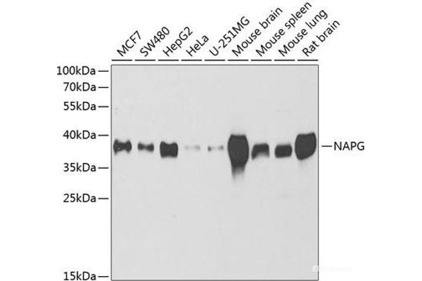 NAPG antibody