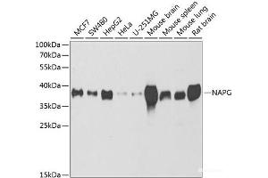 Western blot analysis of extracts of various cell lines using NAPG Polyclonal Antibody at dilution of 1:1000. (NAPG antibody)