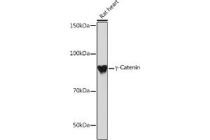 Western blot analysis of extracts of Rat heart, using γ-Catenin Rabbit mAb (ABIN1683043, ABIN3018625, ABIN3018626 and ABIN7101634) at 1:1000 dilution.