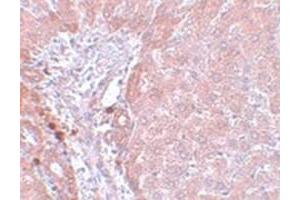 Immunohistochemical staining of rat liver tissue with NDUFB9 polyclonal antibody  at 5 ug/mL dilution. (NDUFB9 antibody  (C-Term))