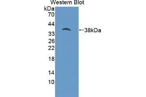 PSAT1 antibody  (AA 1-312)