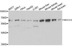 Western blot analysis of extracts of various cells, using MCCC2 antibody.
