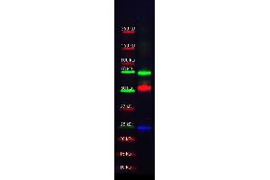 Western Blotting (WB) image for anti-serpin Peptidase Inhibitor, Clade A (Alpha-1 Antiproteinase, Antitrypsin), Member 1 (SERPINA1) antibody (Biotin) (ABIN107863) (SERPINA1 antibody  (Biotin))