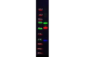 Western Blotting (WB) image for anti-Alpha1 -Trypsin antibody (HRP) (ABIN1607630) (Alpha1 -Trypsin antibody (HRP))