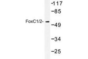 Western blot analysis of FoxC1/2 antibody in extracts from RAW264. (FOXC1 antibody)