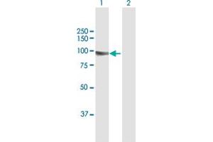 Western Blot analysis of KIF3B expression in transfected 293T cell line by KIF3B MaxPab polyclonal antibody. (KIF3B antibody  (AA 1-747))