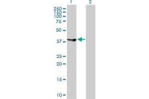 Western Blot analysis of ASRGL1 expression in transfected 293T cell line by ASRGL1 MaxPab polyclonal antibody. (ASRGL1 antibody  (AA 1-308))
