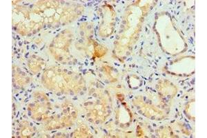 Immunohistochemistry of paraffin-embedded human kidney tissue using ABIN7155521 at dilution of 1:100