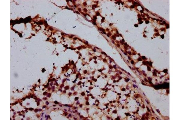 SMC1B antibody  (AA 954-1060)