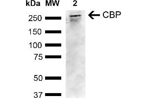 Western blot analysis of Human Cervical cancer cell line (HeLa) lysate showing detection of ~265.