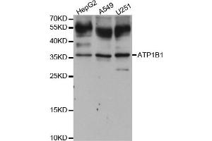 Western blot analysis of extracts of various cell lines, using ATP1B1 antibody. (ATP1B1 antibody)