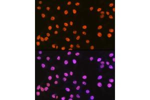 Immunofluorescence analysis of HeLa cells using SMC1 Rabbit mAb (ABIN7270614) at dilution of 1:100 (40x lens). (SMC1A antibody)