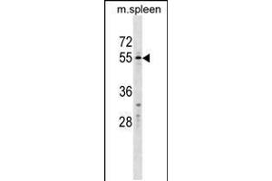 Western blot analysis in mouse spleen tissue lysates (35ug/lane). (WFIKKN2 antibody  (C-Term))
