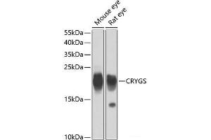 Western blot analysis of extracts of various cell lines using CRYGS Polyclonal Antibody at dilution of 1:4000. (CRYGS antibody)