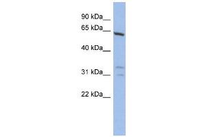 WB Suggested Anti-GTF2F1  Antibody Titration: 0. (GTF2F1 antibody  (N-Term))