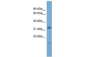 WB Suggested Anti-NEGR1 Antibody Titration: 0.