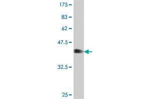 Western Blot detection against Immunogen (37. (RNF157 antibody  (AA 556-655))