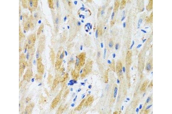 PHPT1 antibody