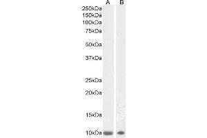 ABIN4902756 (1µg/ml) staining of Human Olfactory Bulb (A) and Cerebellum (B) lysates (35µg protein in RIPA buffer). (S100B antibody)