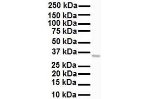 WB Suggested Anti-HHEX antibody Titration: 1 ug/mL Sample Type: Human HepG2 (HHEX antibody  (Middle Region))