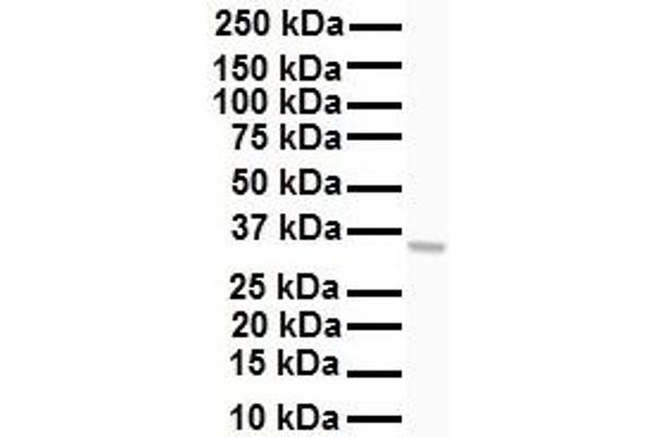 HHEX antibody  (Middle Region)