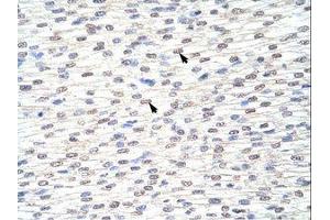 Image no. 1 for anti-Grainyhead-Like 3 (GRHL3) (AA 529-578) antibody (ABIN203223) (GRHL3 antibody  (AA 529-578))