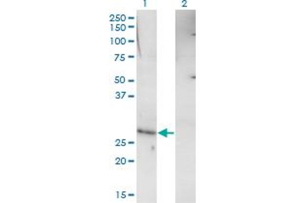 RHOXF1 antibody  (AA 1-110)
